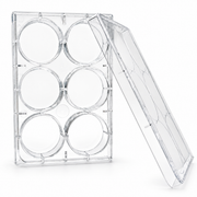 6-Well TC-Treated Sterile Cell Culture Plate on a clean white background